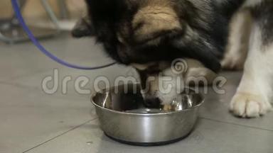 一只哈士奇狗从碗里吃东西